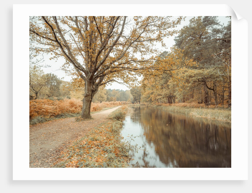 Canal through forest by Assaf Frank